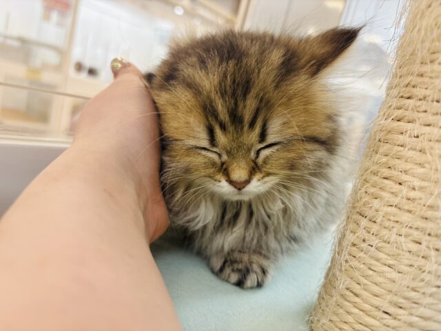 ミヌエット