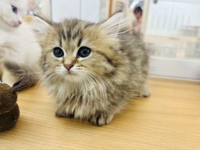 ミヌエット
