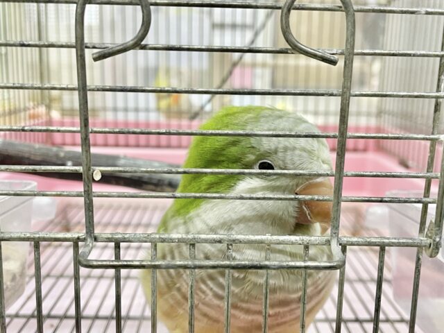 オキナインコ