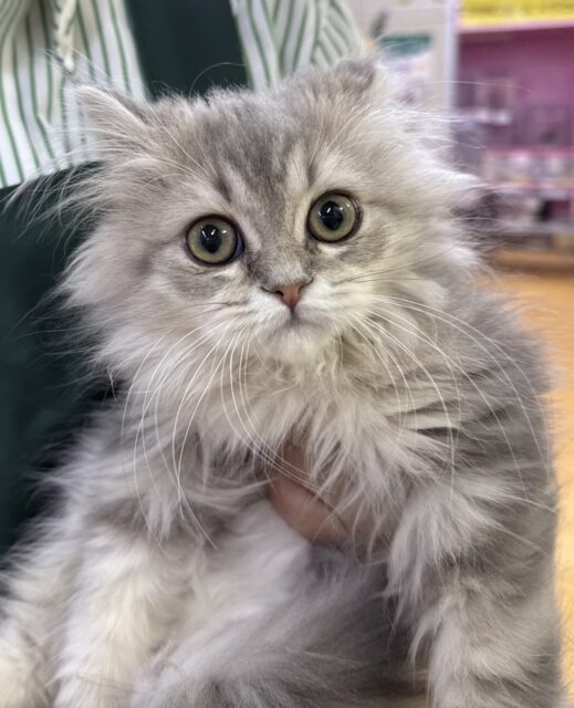 最新画像📷抱っこ嫌いじゃ無いかも…ラガマフィンちゃん