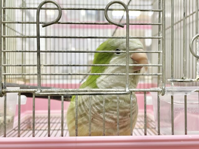 オキナインコ