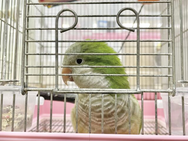 オキナインコ
