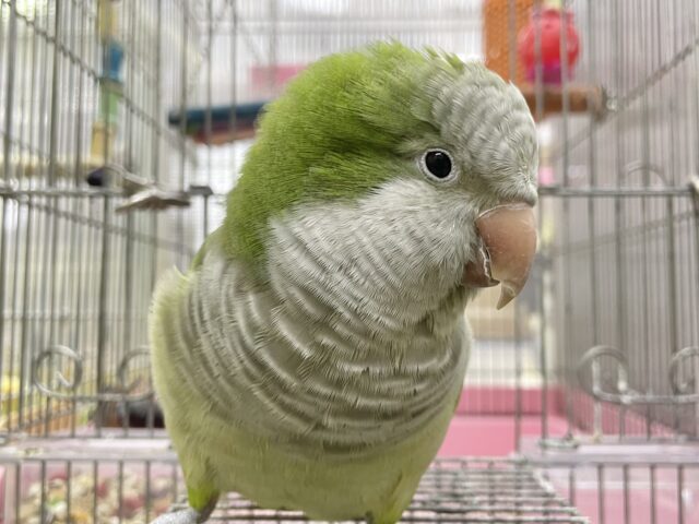 オキナインコ