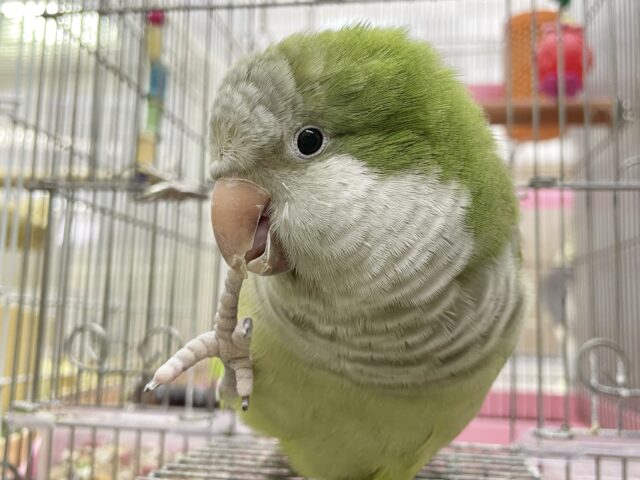 オキナインコ