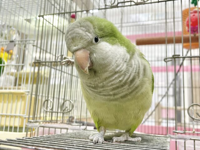 オキナインコ