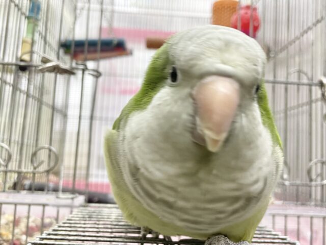 オキナインコ