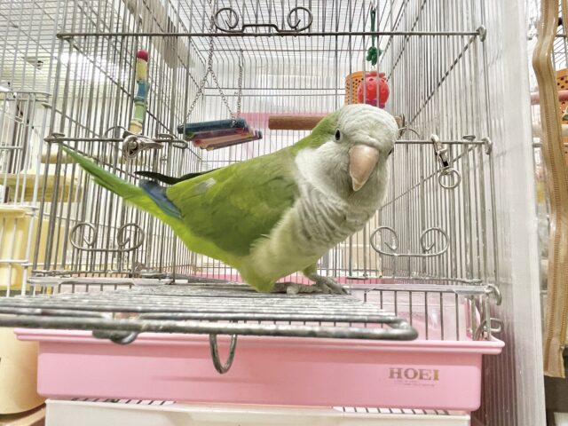 オキナインコ