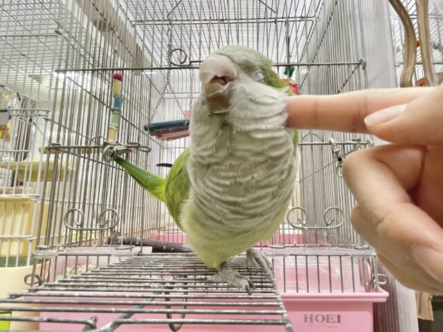 オキナインコ