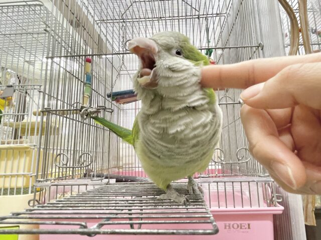 オキナインコ