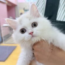 最新画像📷ミルクティーみたいな可愛さ！サイベリアンちゃん！