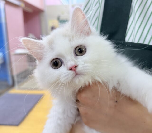 最新画像📷ミルクティーみたいな可愛さ！サイベリアンちゃん！