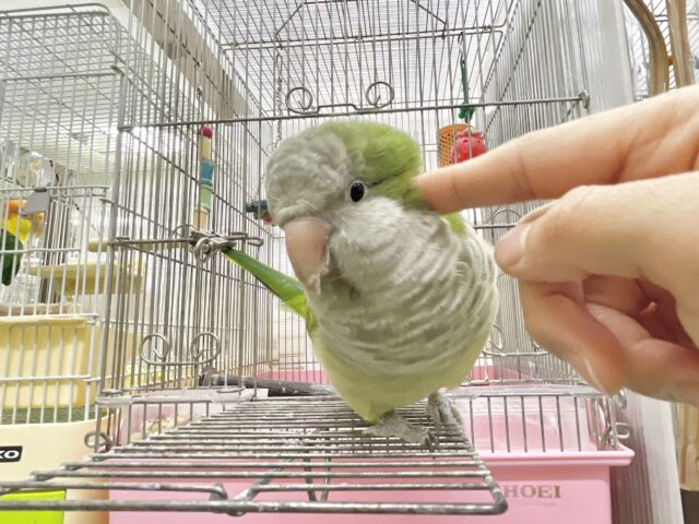 オキナインコ