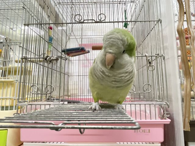 オキナインコ