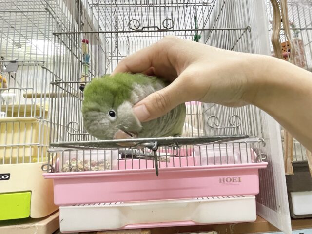 オキナインコ