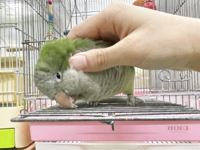 オキナインコ