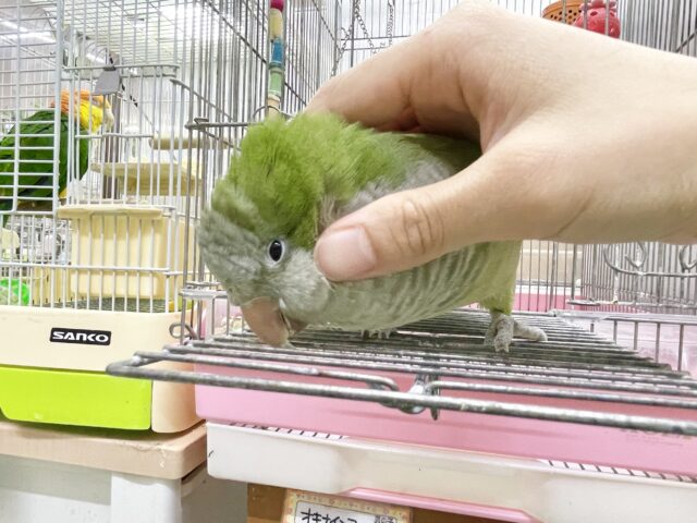 オキナインコ