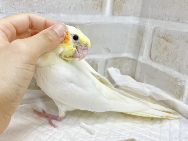 オカメインコ