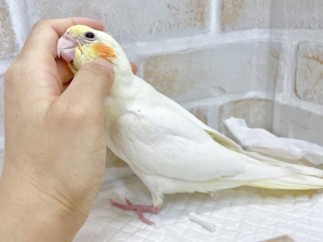 オカメインコ