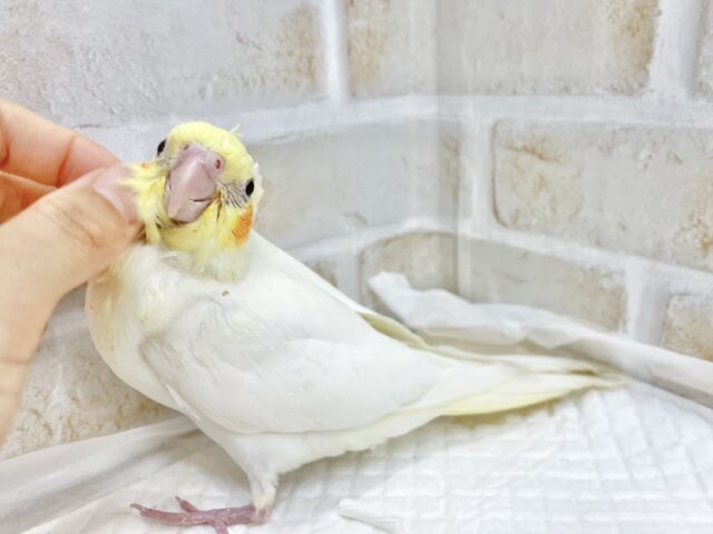 オカメインコ