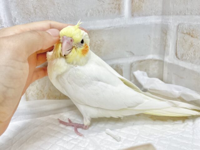 オカメインコ