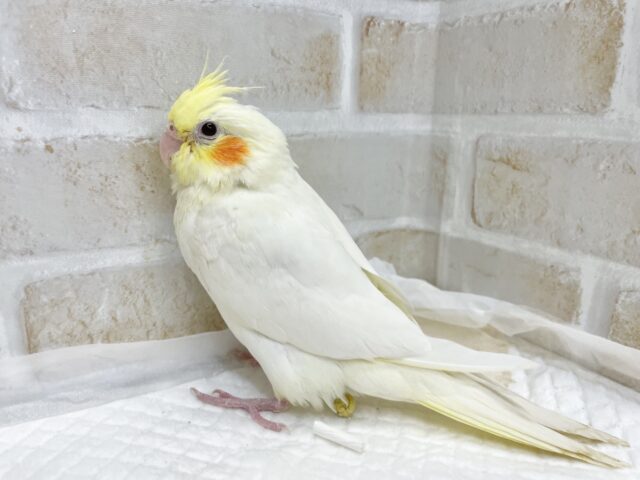 オカメインコ