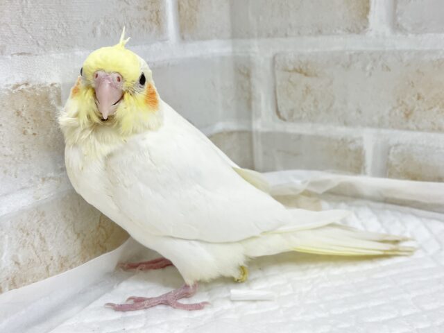 オカメインコ