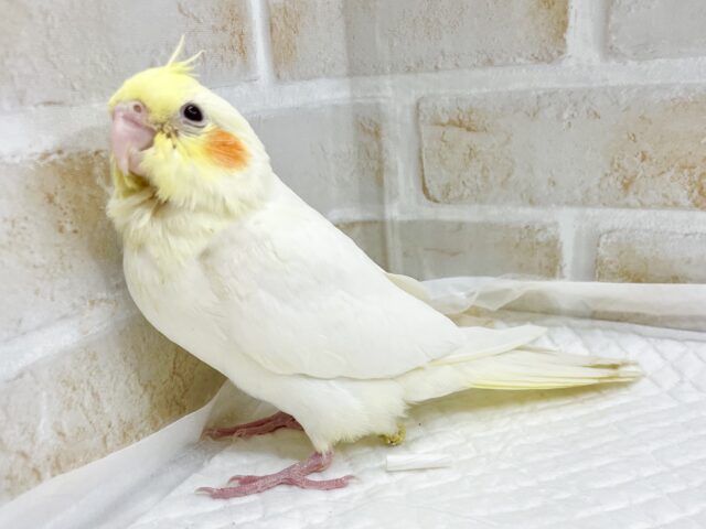 オカメインコ