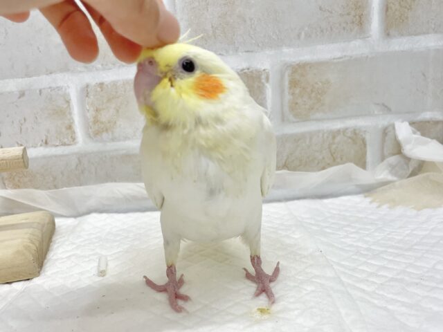 オカメインコ