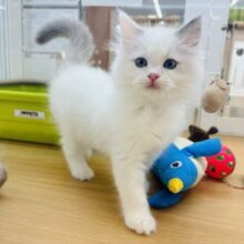 お腹見せてあげるねっ♥ラグドールくん！