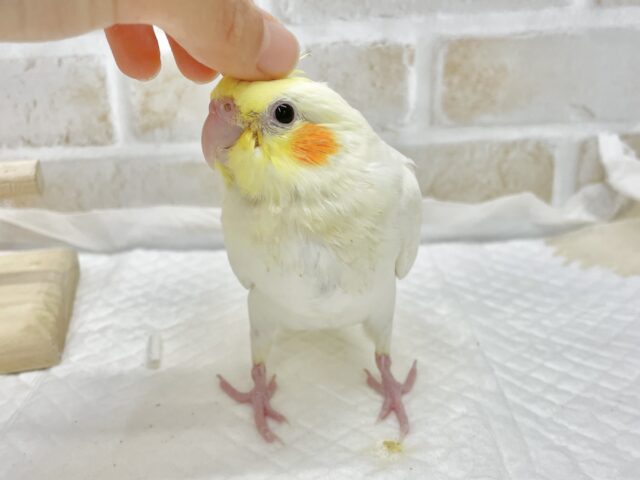 オカメインコ