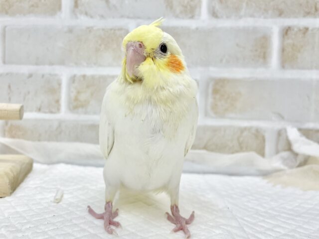 オカメインコ