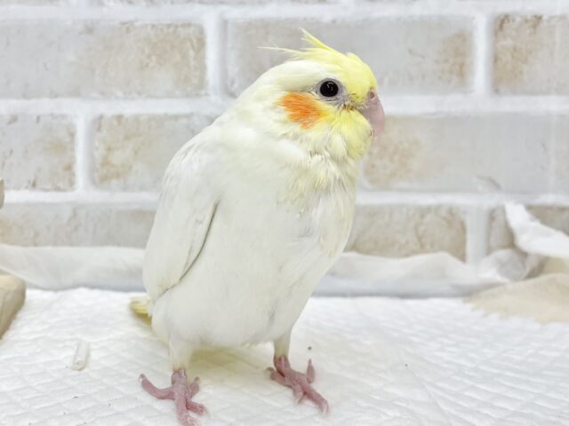 オカメインコ