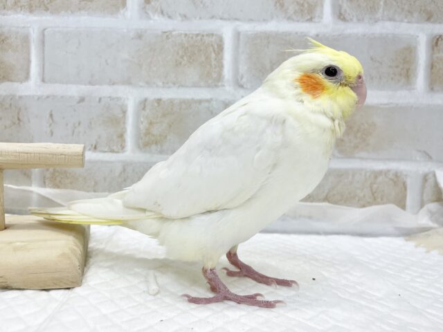 オカメインコ