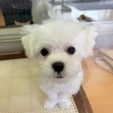 最新画像！愛嬌たっぷり☺️マルチーズくんが来たよ！！！