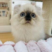 どんな瞬間も甘えたいのっ！アメリカンカールちゃん！