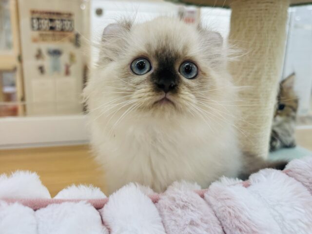 どんな瞬間も甘えたいのっ！アメリカンカールちゃん！