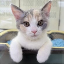 最新画像📷お久しぶり！三毛カラーのブリティッシュちゃん！