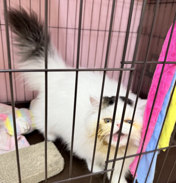 エキゾチック