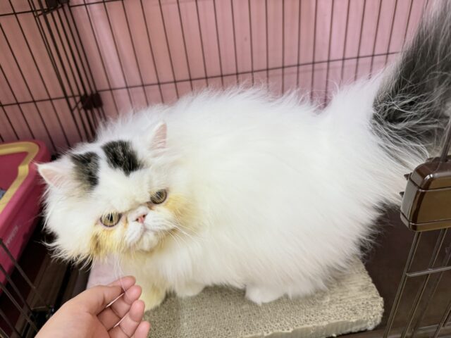 エキゾチック