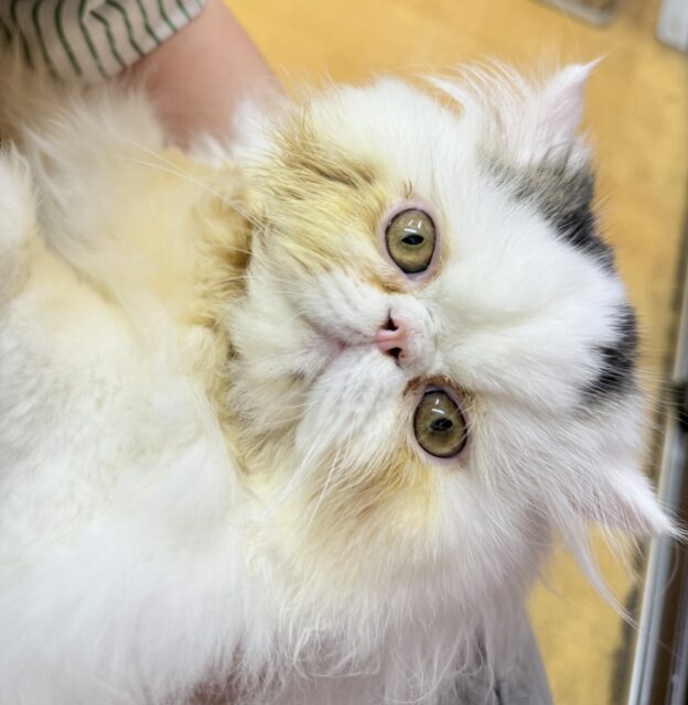 エキゾチック