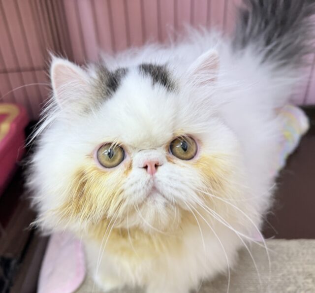 エキゾチック
