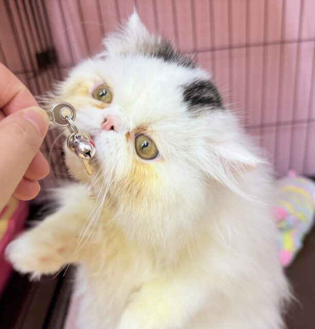 エキゾチック