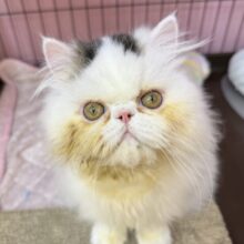 動画あり！おにぎりカラー！エキゾの子猫が来ました🥰