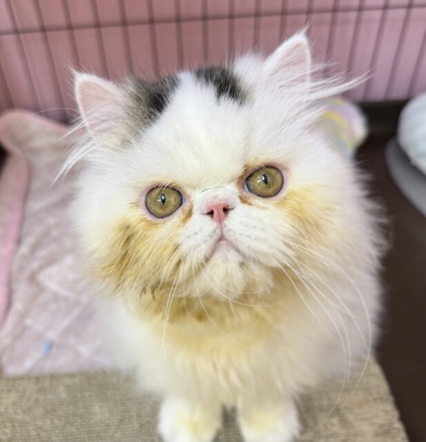 エキゾチック