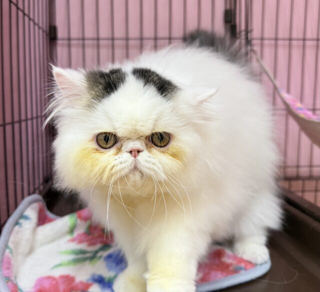 エキゾチック