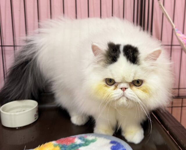 エキゾチック