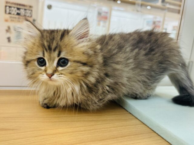 ミヌエット