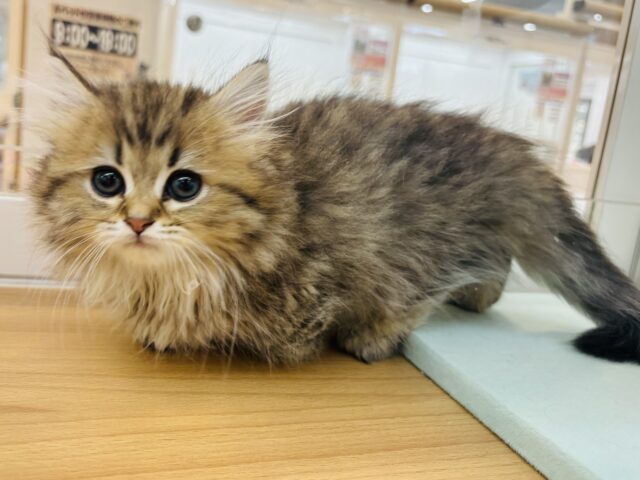 ミヌエット