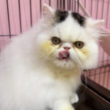 動画あり！おにぎりカラー！エキゾの子猫が来ました🥰