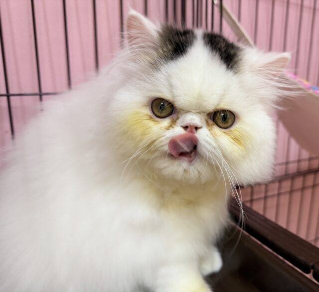 動画あり！おにぎりカラー！エキゾの子猫が来ました🥰